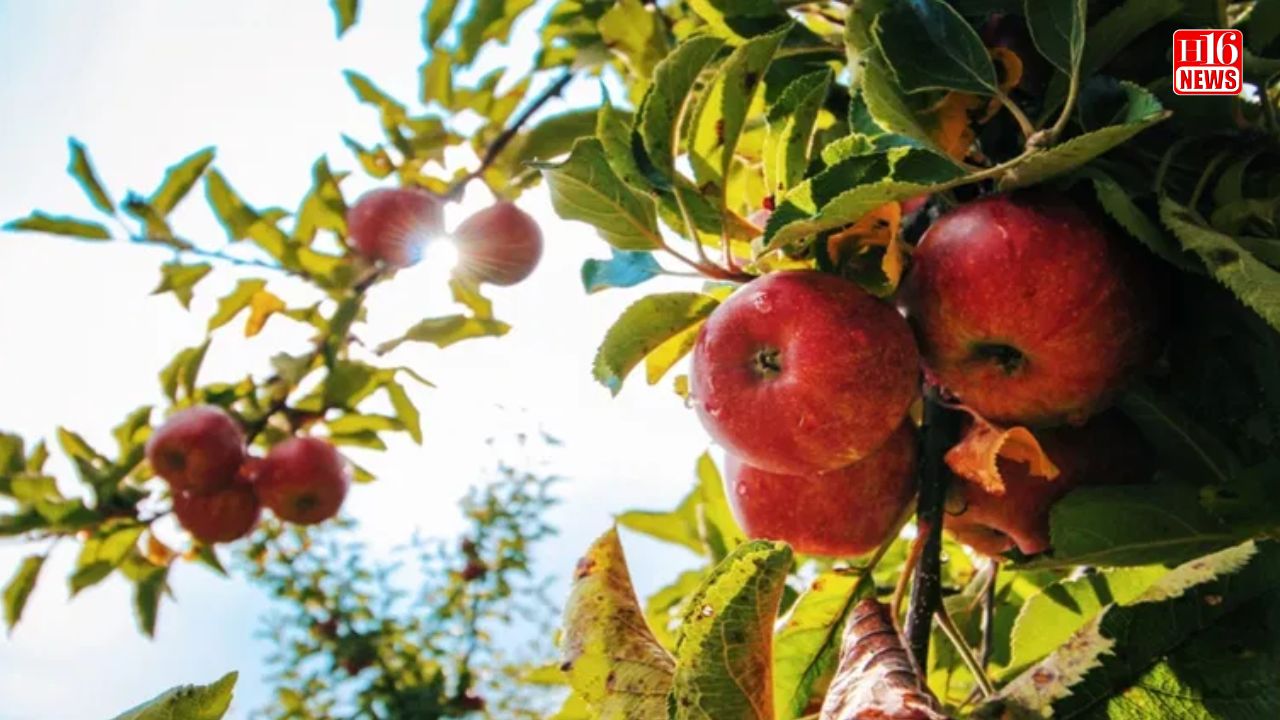 After call to boycott apples from Turkiye